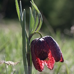 fritillaire-12