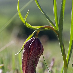 fritillaire-13