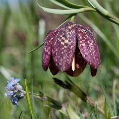 fritillaire-14