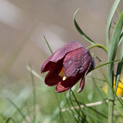 fritillaire-15