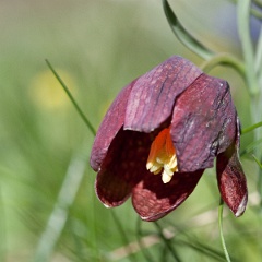 fritillaire-16