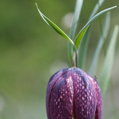 fritillaire-17