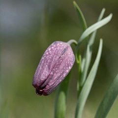 fritillaire-18