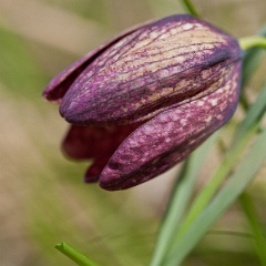 fritillaire-19
