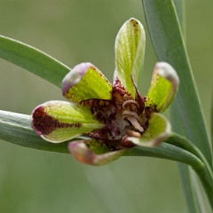 fritillaire-2