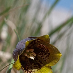 Fritillaire des Pyrénées