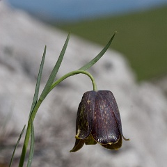 Fritillaire des Pyrénées