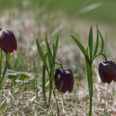 fritillaire-3
