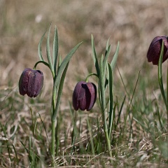 fritillaire-4