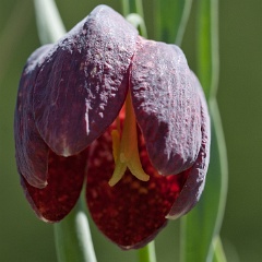 fritillaire-5
