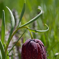 fritillaire-8