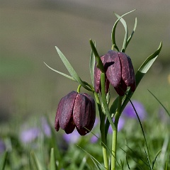 fritillaire-9