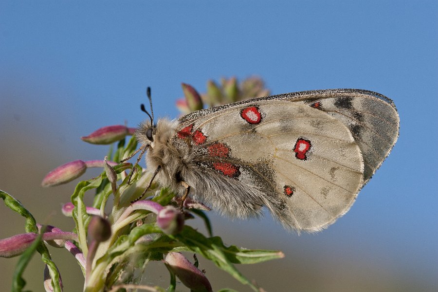 petit apollon-5