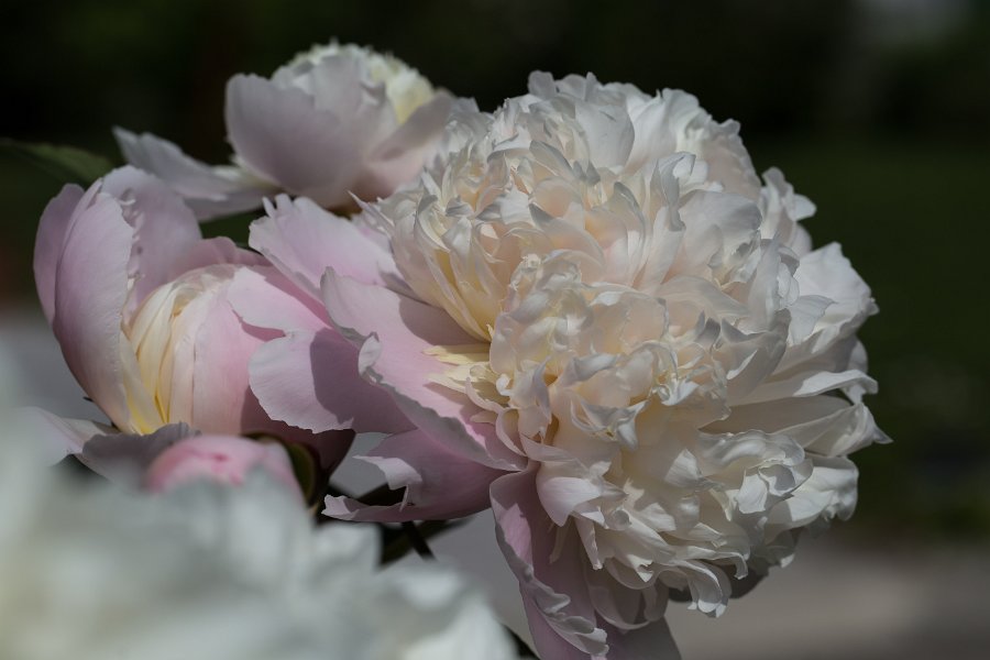 pivoine-1