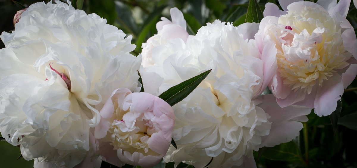 pivoine-10
