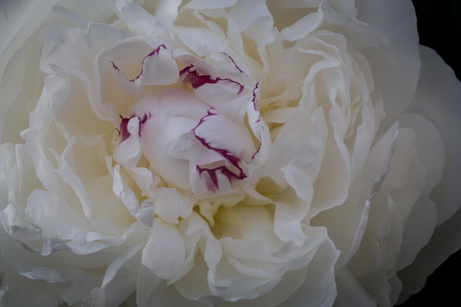 pivoine-11