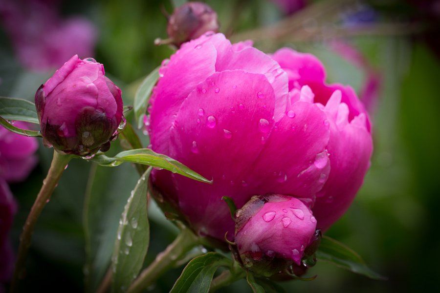 pivoine-12