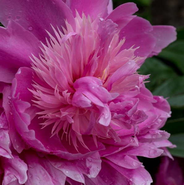 pivoine-13