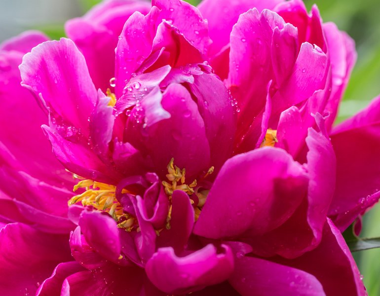 pivoine-14