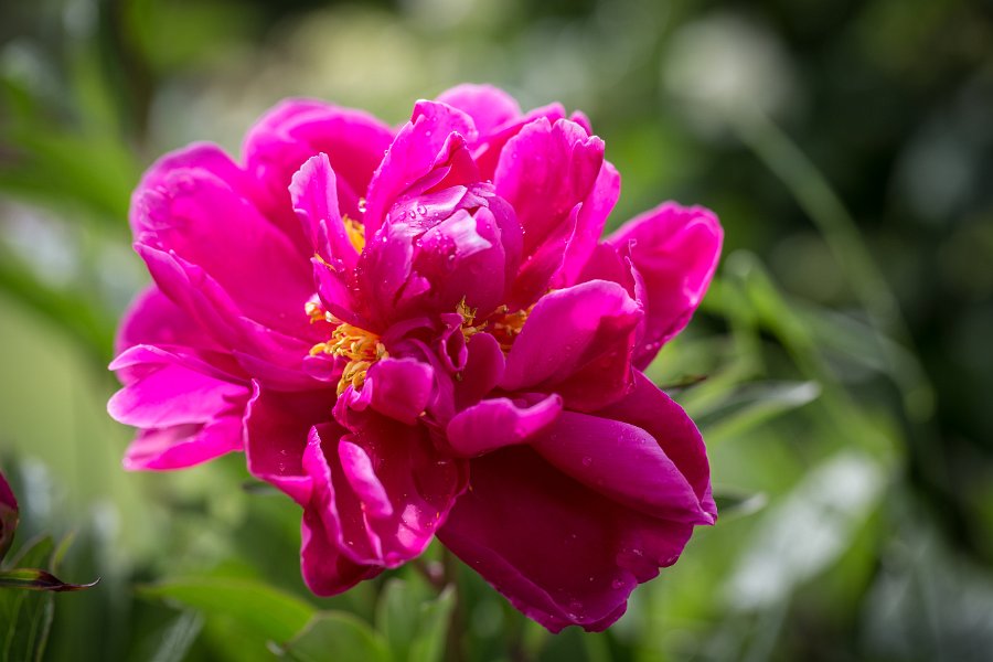 pivoine-15