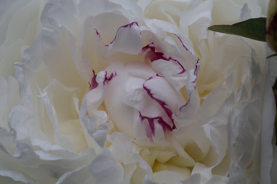 pivoine-2