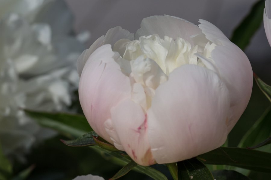 pivoine-4