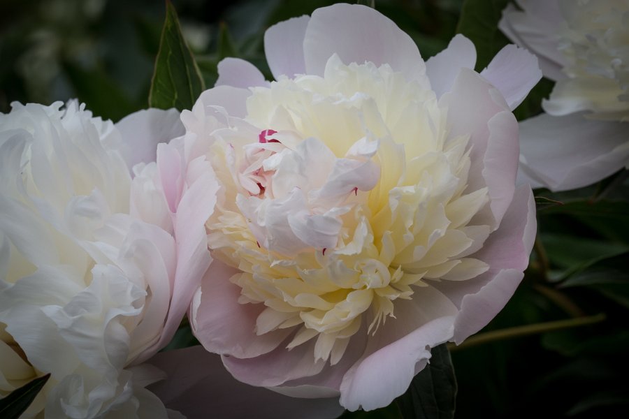 pivoine-6
