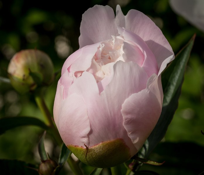 pivoine-7