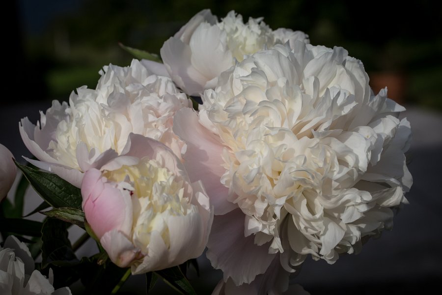 pivoine-8