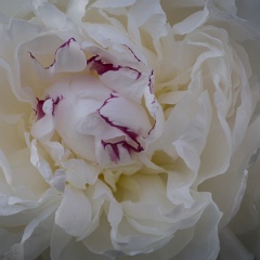 pivoine-11
