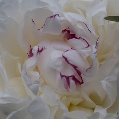 pivoine-5