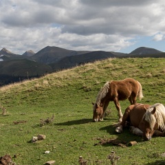Le pottok," petit cheval" en langue basque, rustique, hirsute et résistant
