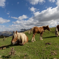 Le pottok," petit cheval" en langue basque, rustique, hirsute et résistant