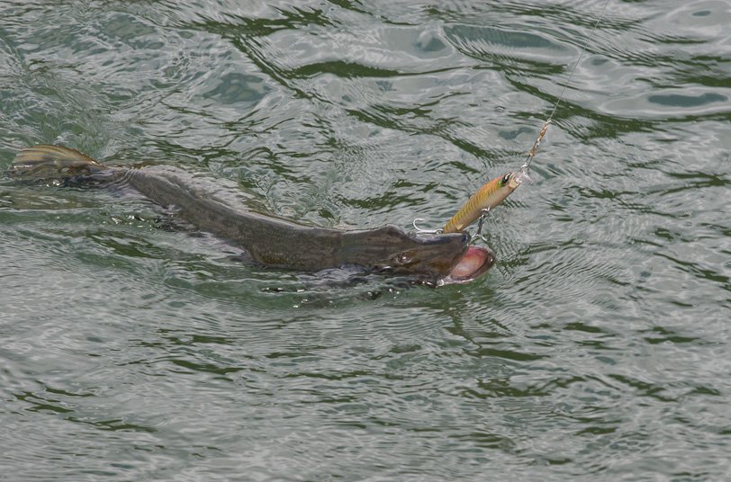 peche normandie-17