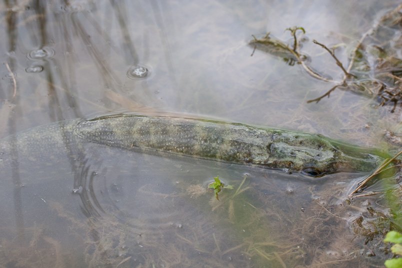 peche normandie-18