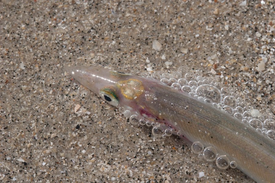 peche normandie-4