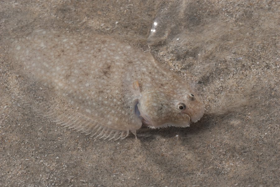 peche normandie-5