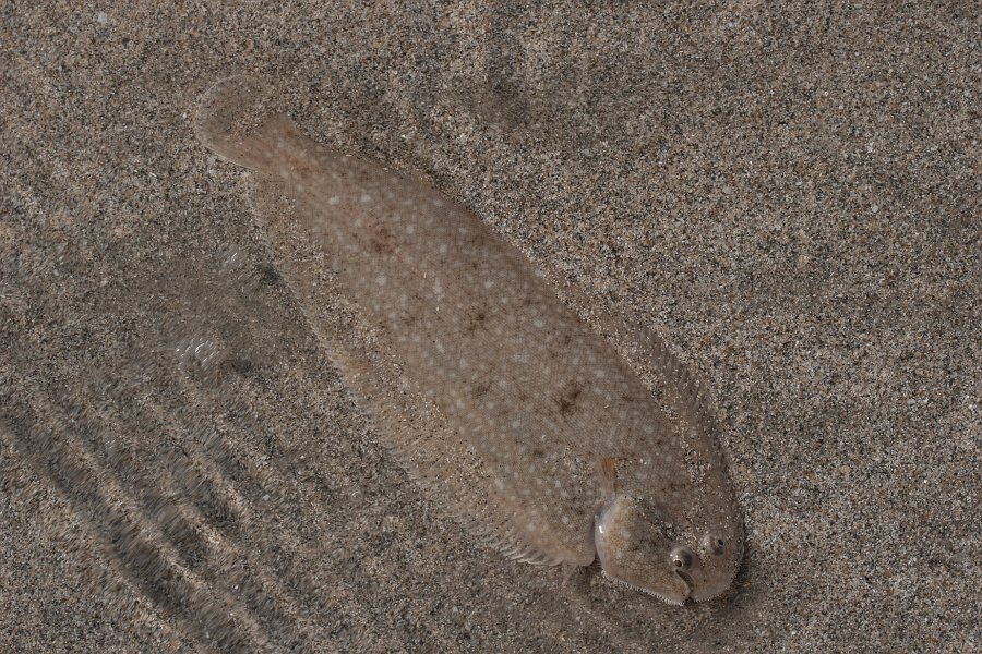 peche normandie-6