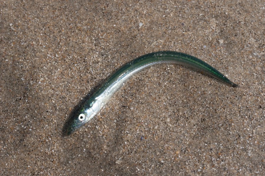 peche normandie-7